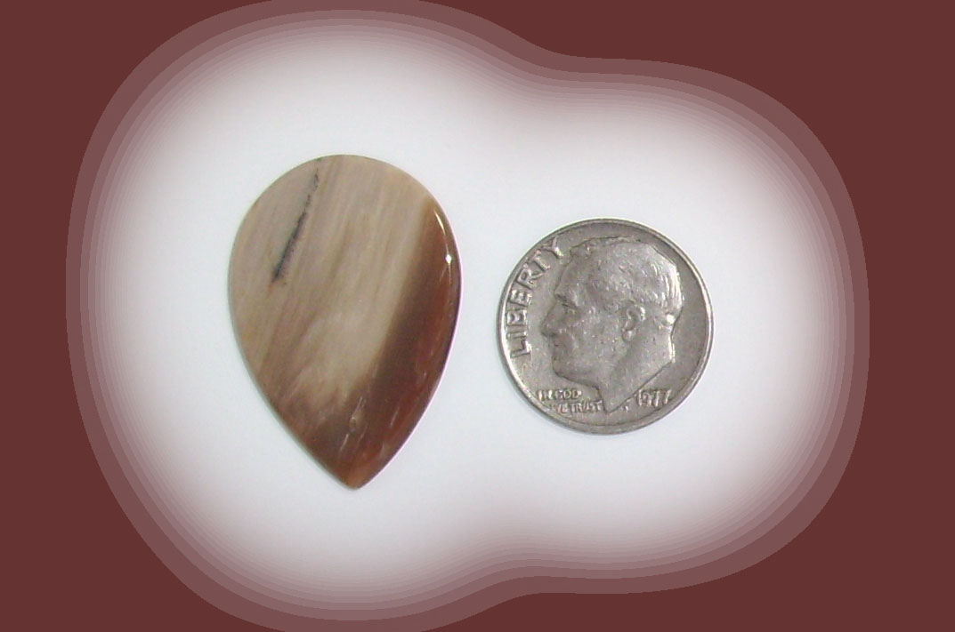 TR18107 Petrified Wood