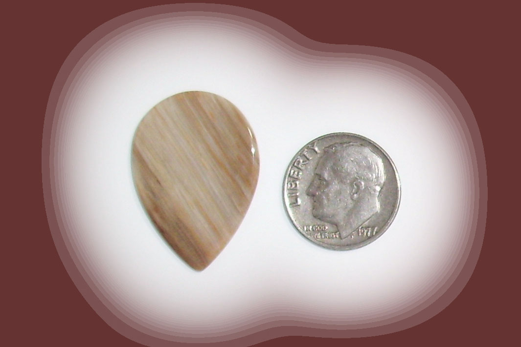 TR18118 Petrified Wood