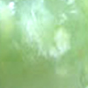 Olive New Jade